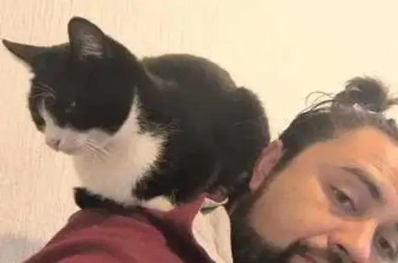 Gatito Blanco y Negro Perdido...