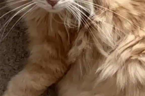 Lost: Friendly Orange Tabby in...