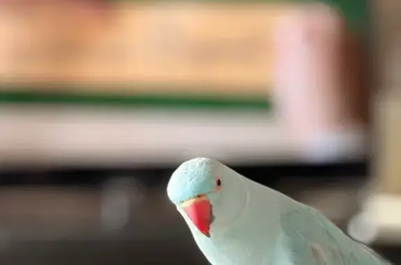 Lost pets , photo: Young Lost Bird: Talks, Loves Phones!