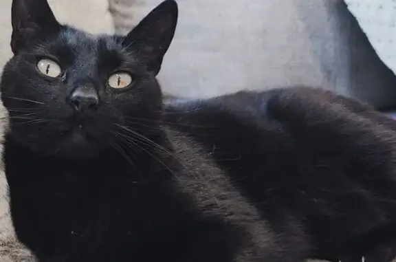 Lost Cat Ollie: Black, 7, Uniq...