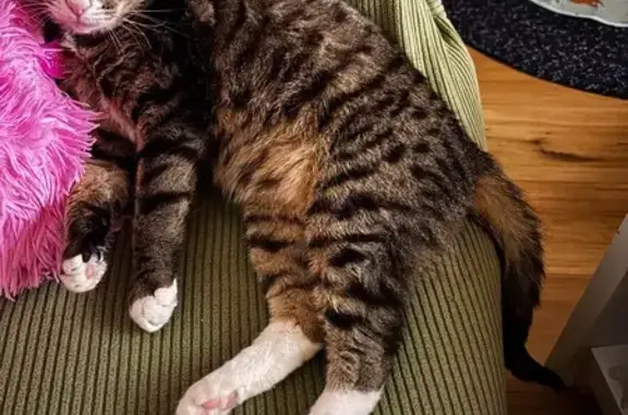 Lost Cat Alert: Help Find Baby George!