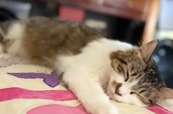 URGENT: Help Find Missing Cat Kitty!