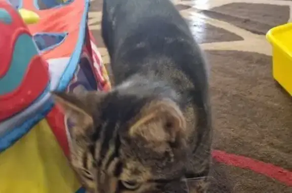 Lost: Friendly Tabby with Wobbly Bell