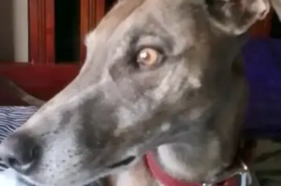 Lost Whippet in Salisbury - Co...