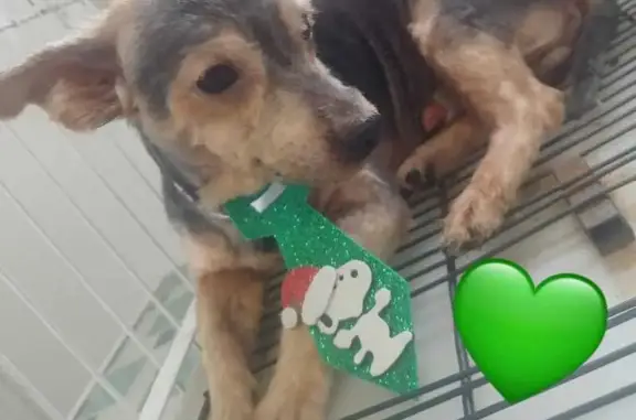 cachorro desaparecida