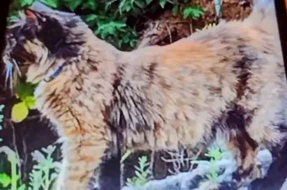 Lost Bobtail Cat: Sweet Tortoiseshell
