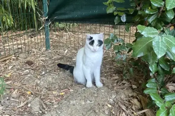 Chat perdue pucée, Rue des Floralies - photo