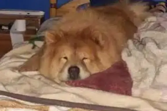 Lost pets Roodepoort, photo: Help Find Enzo: Lost Chow Chow in Roodepoort