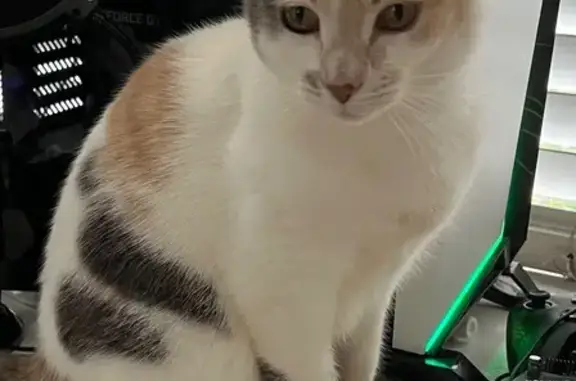 Lost pets , photo: Lost Calico Cat in Belrose - Please Help!