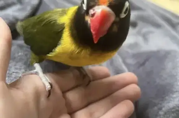Lost Yellow-Collared Lovebird in Sydney