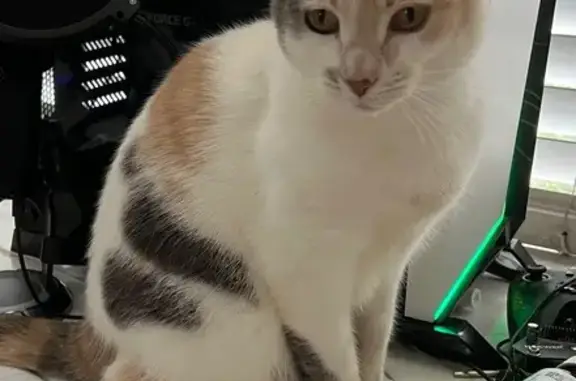 Lost pets , photo: Lost Friendly Calico Cat in Belrose Area