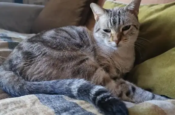Chat perdu : Indie, rue Victor Hugo, Castelnau - photo