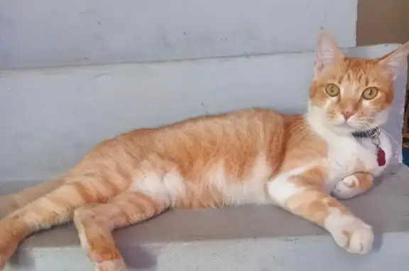 Gatos perdidos, Hermosillo, foto: Se Busca: Gato Anaranjado Llamado Bicho