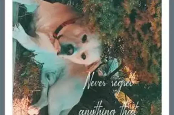 Missing dog Allen Park, photo: Lost Yellow Lab: Friendly & Missing!