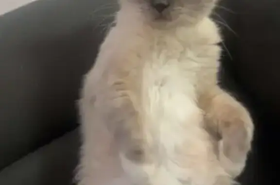 Lost Male Ragdoll Cat in Sydney Area