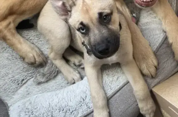 Lost Dog: Unique Eyes & Floppy Ears