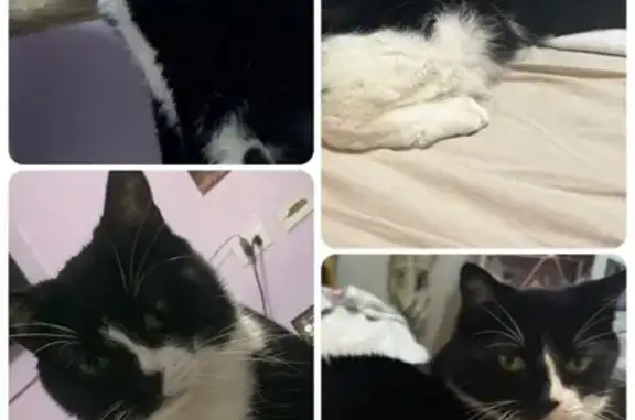 Lost Tuxedo Cat: Unique Nose Mark - Miami