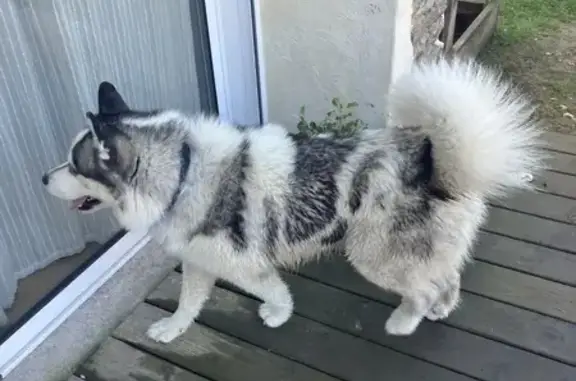 Animaux trouvés , photo: Husky retrouvé à Nort-sur-Erdre
