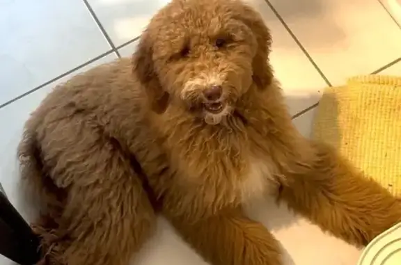 Lost Dog: Sophie in Simpsonville Area