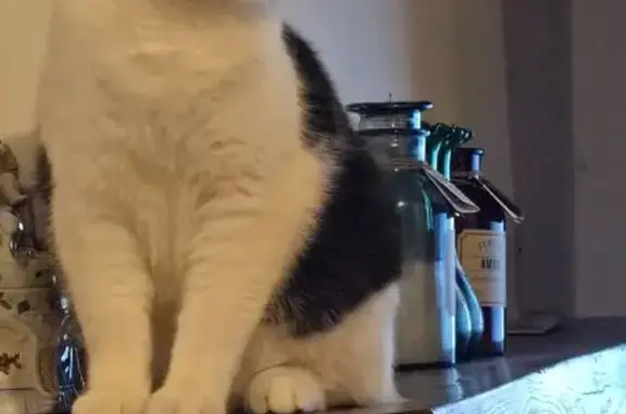 Animaux perdus Brasles, photo: Chat perdu à Château-Thierry