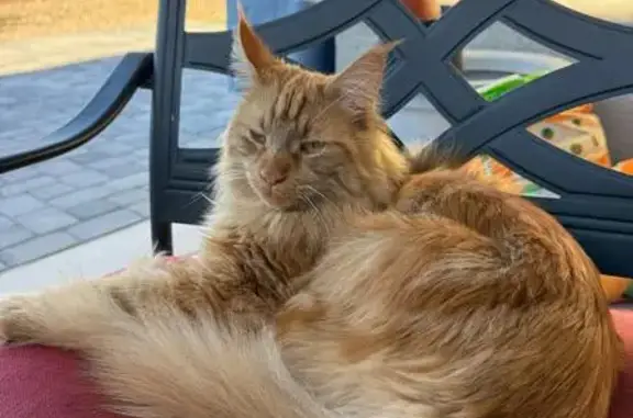 Lost and found pets Arizona City, photo: Lost Orange Maine Coon in Arizona