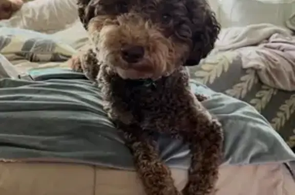 Lost Dog: Shy Brown Pup in Miami Beach