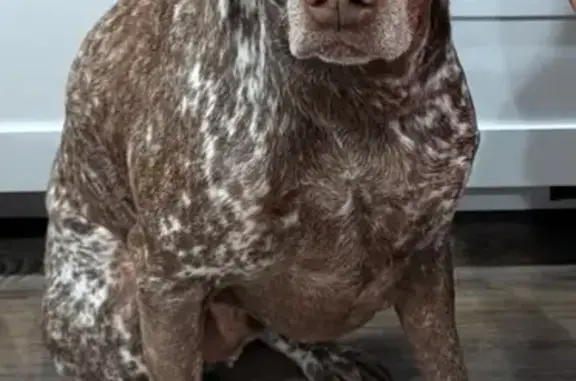 Lost: Brown & White German Shorthaired