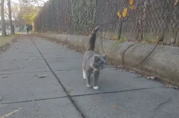 Lost and found pets Washington, photo: Lost Calico Cat on Hamlin St NE, DC