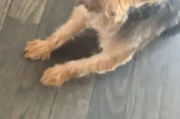 Lost Yorkie Bella: 5lb, Friendly, Baltimore