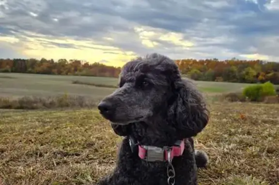 She is a black medium sized poodle. About 27 pounds. She ran off after a deer on the trail from Rhein rd up to bald knob cross.