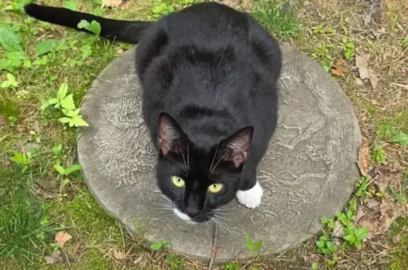 Missing Cat: Chirpy Meow, Unique Markings