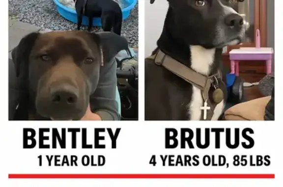 Lost Loving Dog: Black & White Mix, 85lbs