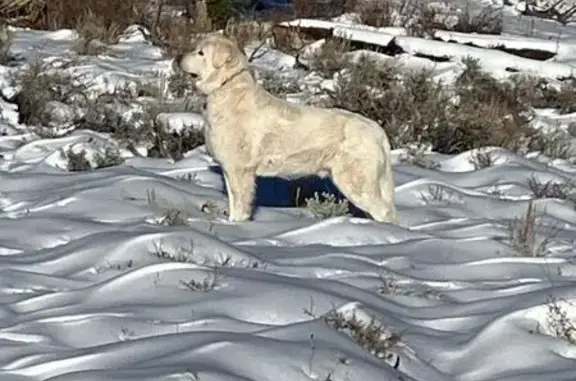 Lost Great Pyrenees: Zaindari in Laramie