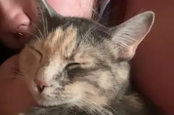 Lost and found pets Ogden, photo: Missing Calico Cat: Birdie in Ogden