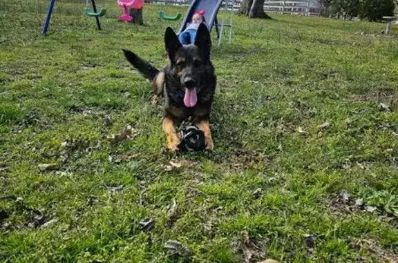 Lost German Shepherd on Chapel Road