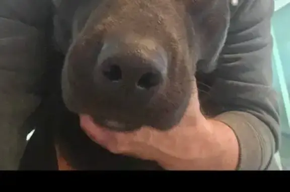 Lost Black & White Husky on Windmill Dr.