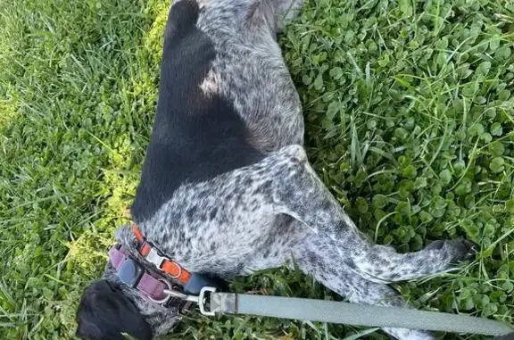 Lost Dog in Lakeport: Black & White Pup