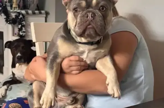 Lost Frenchie: Blue Collar, Bodman Rd