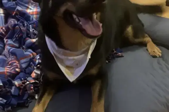 Medium-sized black and tan dog with a short, smooth coat. Has tan markings on the face, chest, and legs, including distinct tan “eyebrow” spots. Ears are semi-floppy and point slightly outward. Friendly but very anxious and likely to run if approached. Ran away from the Pet Smart at Walt Whitman mall and was last seen near New York ave and old country.