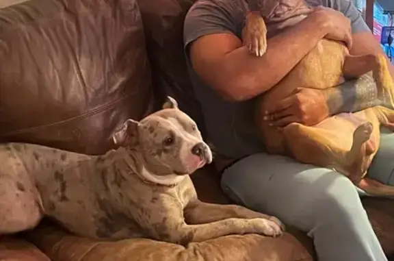 Lost Blue Merle Pitbull on Rhythm Dr.