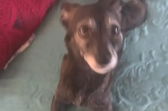 Lost Chihuahua Mix: East 6th St, LA