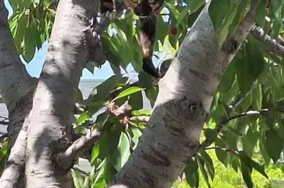 Lost Tortoiseshell Cat in Kearns Area