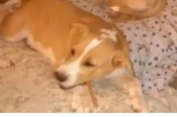 Lost Dog: Tan & White, Friendly, Chipped