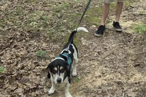 Lost Beagle/Basset Mix in Hurst