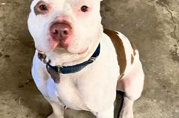 Lost Dog: White with Brown Patches, Smiley