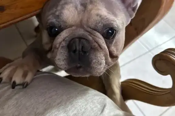 Lost and found pets Las Vegas, photo: Lost: Unique Blue Fawn Merle Frenchie