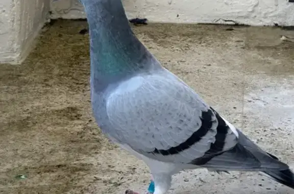 Lost and found pets Coral Gables, photo: Found Bird with Leg Bands in Coral Gables