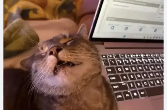 Lost and found pets Indianapolis, photo: Friendly Fanged Cat Lost on Aurora St