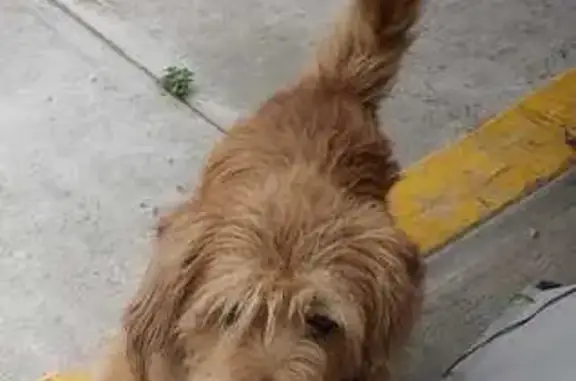 Perros perdidos, San Francisco Acuautla, foto: Perrito Tranquilo Perdido en San Francisco Acuautla