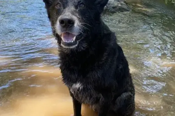 Pastor Holandés Perdido en Santiago Tulantepec